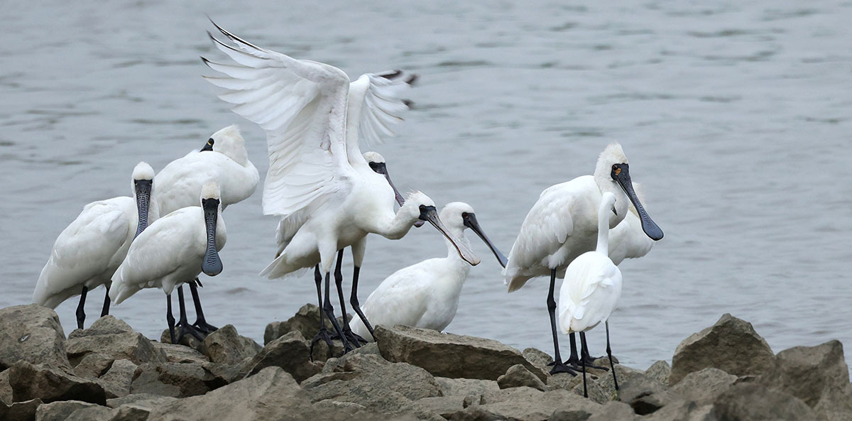 1772450457574973.jpg 1-4.jpg